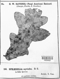 Sphaerulina myriadea image